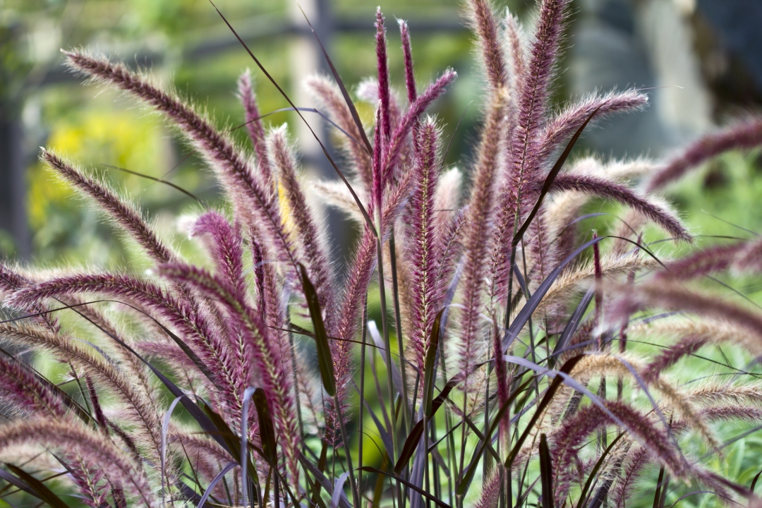 How to care the red fountain grass?
