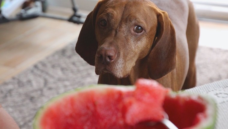 Is it OK to share watermelon with your dog?