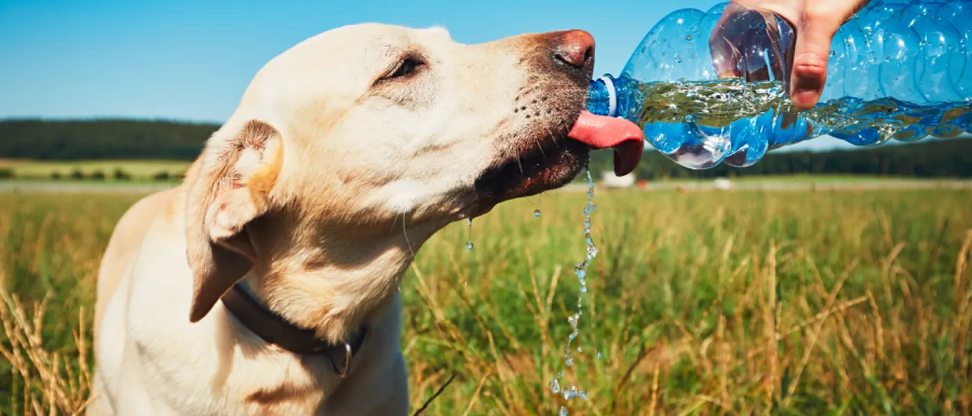 July, the Hydration Month for Pets Nationwide