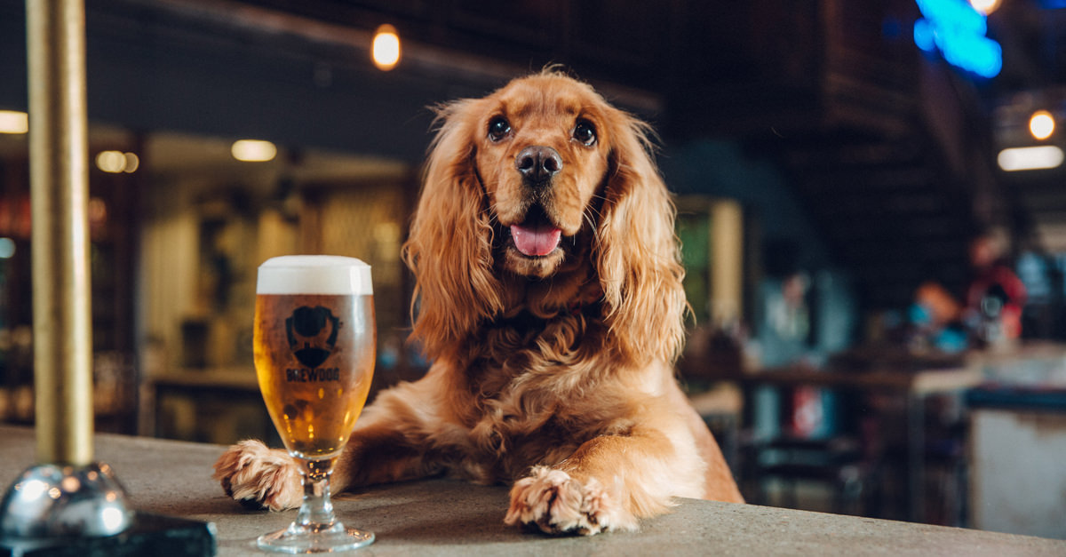 Can dogs join your BEER PARTY?