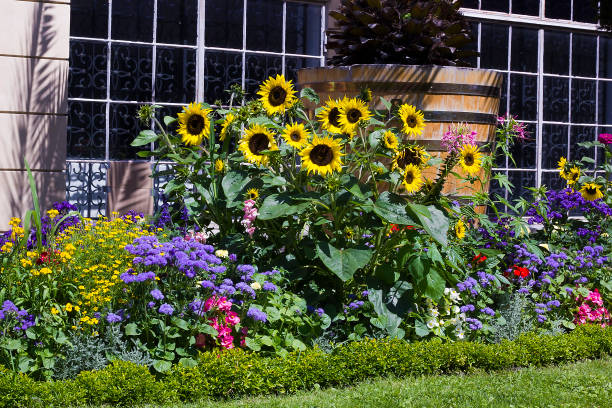 Why Does Your Garden Needs Sunflowers?
