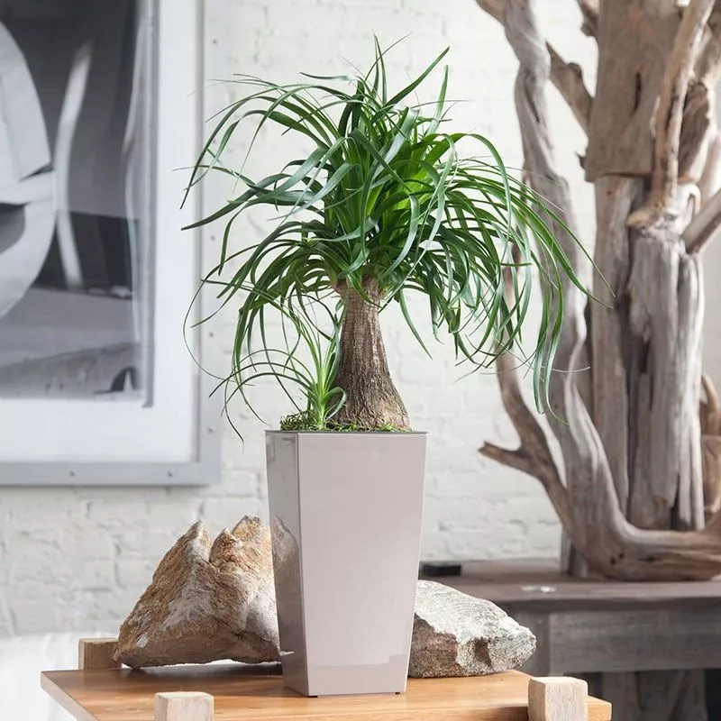 Are Ponytail Palm Toxic to Cats?