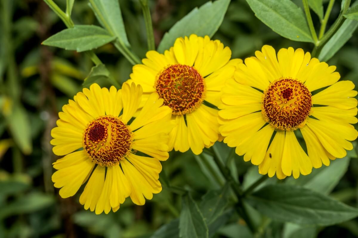 Choose a Yellow Color Perennial for Your Garden!