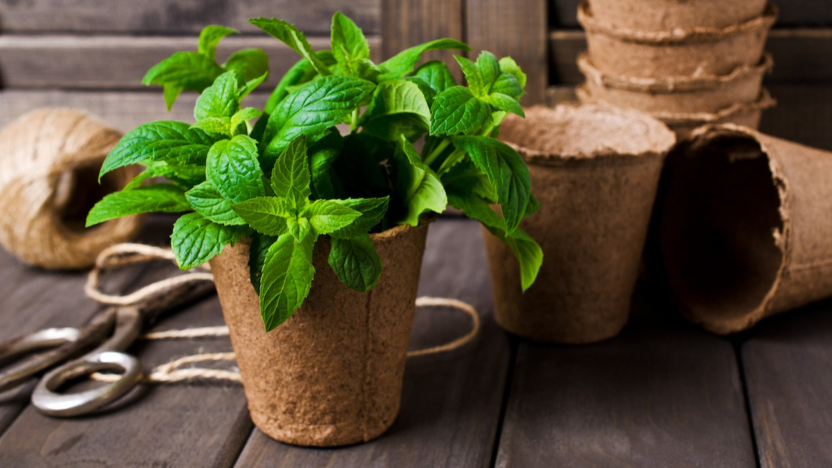 For Beginners: How to Plant Mint Indoors?