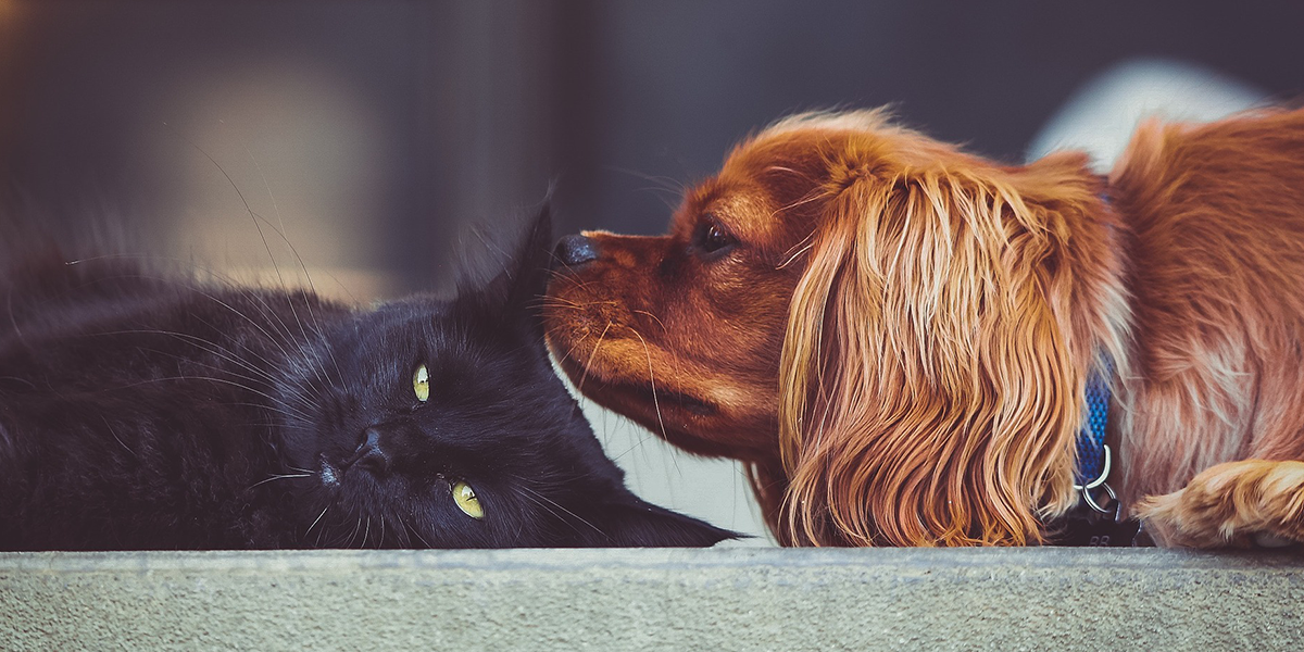 How to Prevent Your Dogs and Cats from Summer Pests?