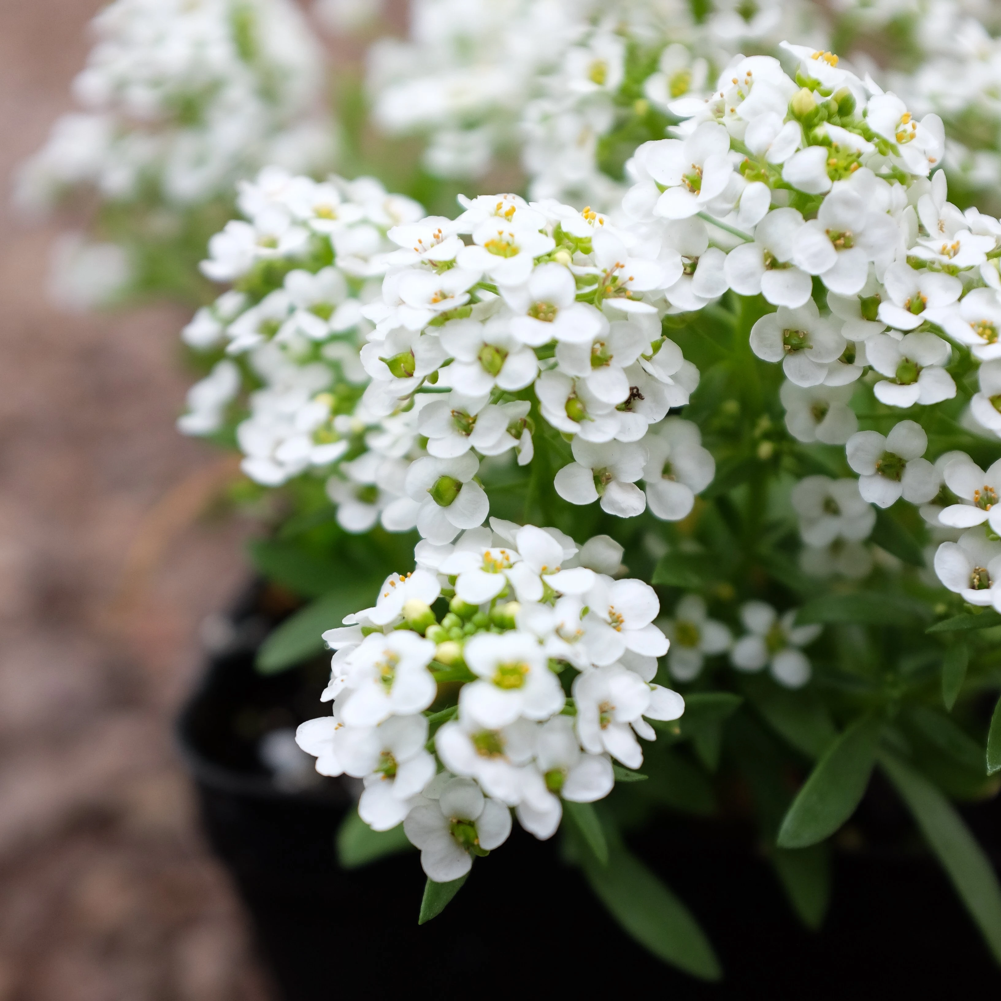 Tips for Growing this Bloom-filled Annual Sweet Alyssum in Your Garden