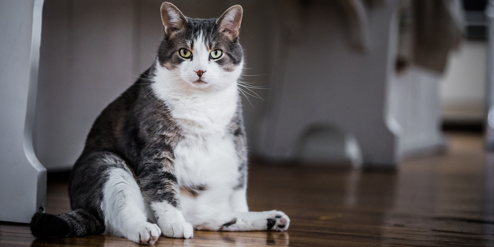 What are Madical Causes for Weight Gains in Cats?